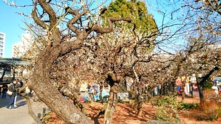 yusima_5.jpg
